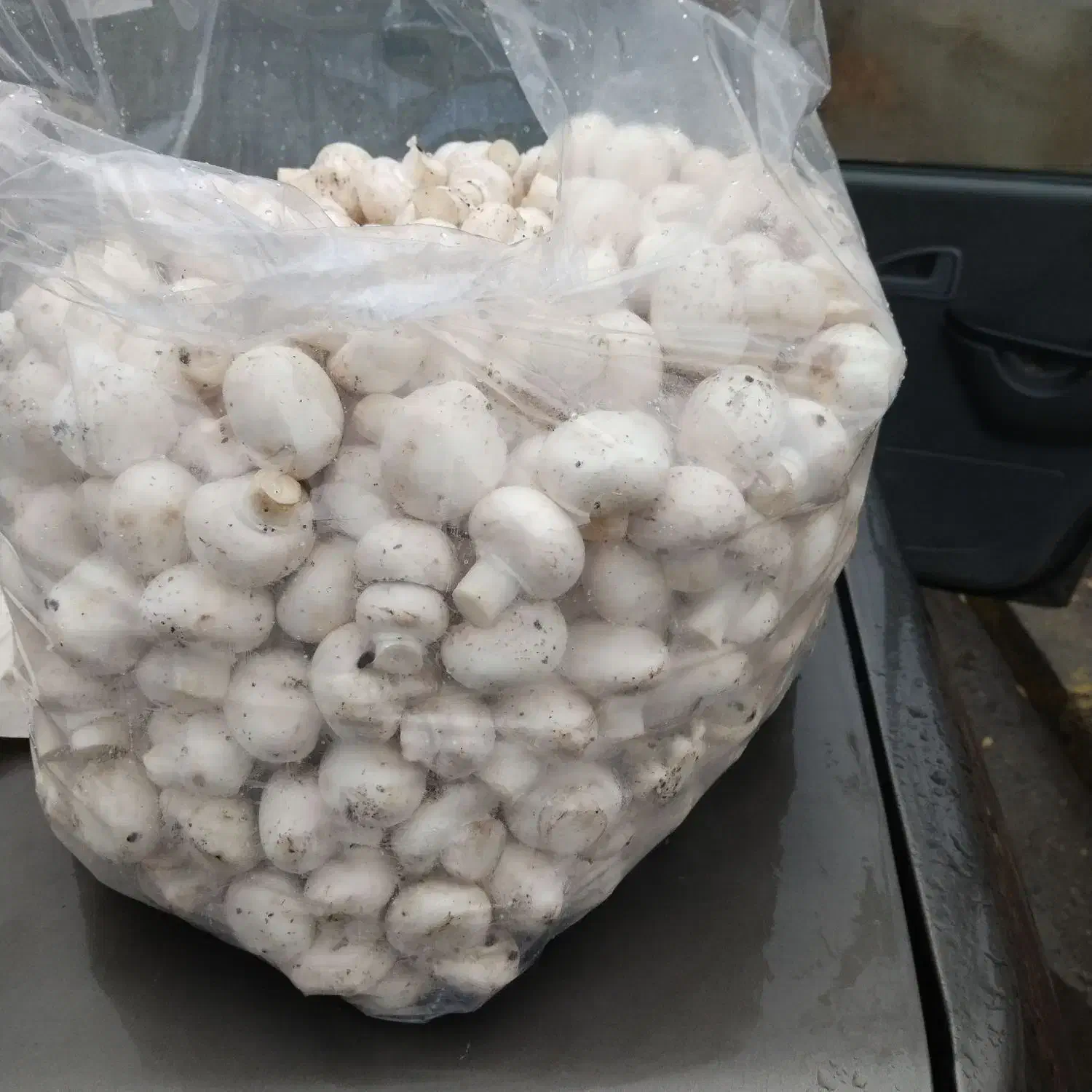 قارچ ریزریز ریزدکمه ای|خوردنی و آشامیدنی|ماهیدشت, |دیوار