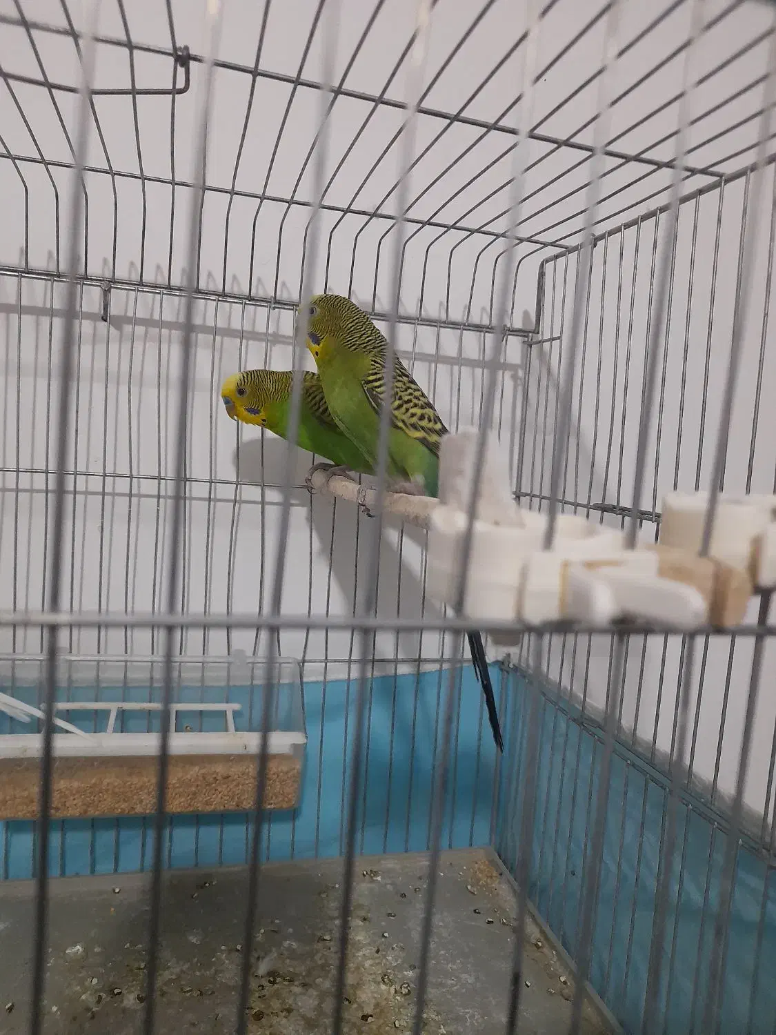 مرغ عشق|پرنده|فسا, |دیوار