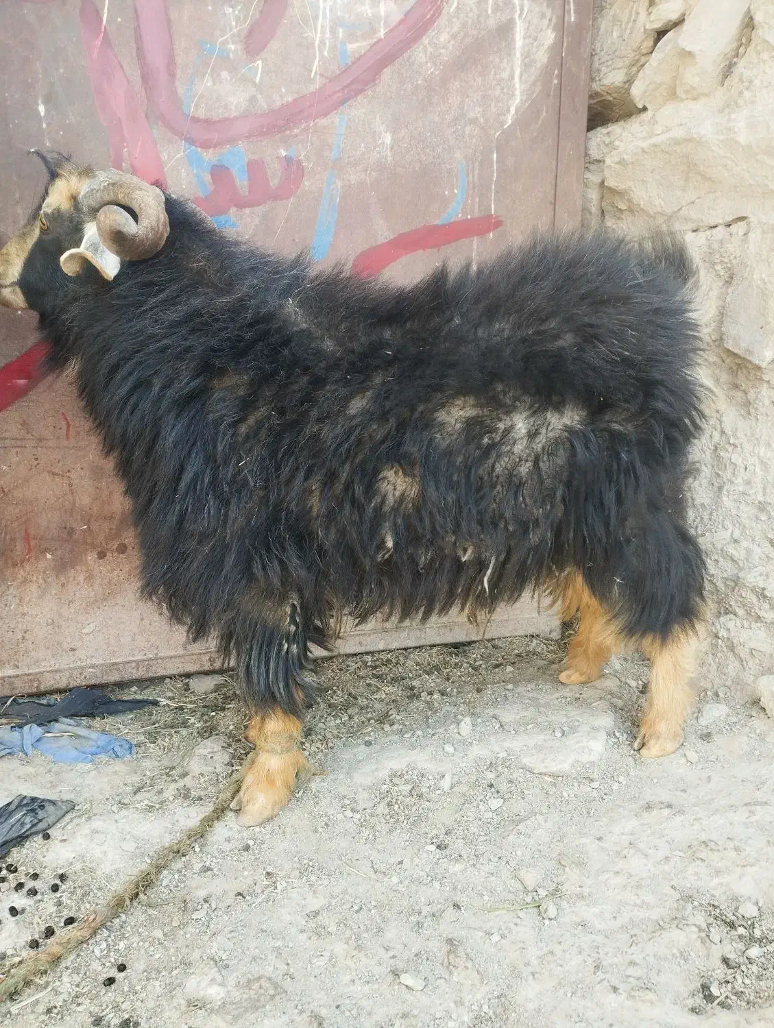 تکه|حیوانات مزرعه|درح, |دیوار