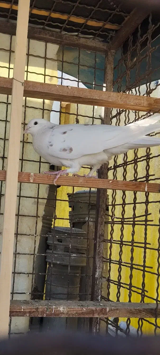 چند تا کفتر خوب|پرنده|تهران, شهرک رضویه|دیوار