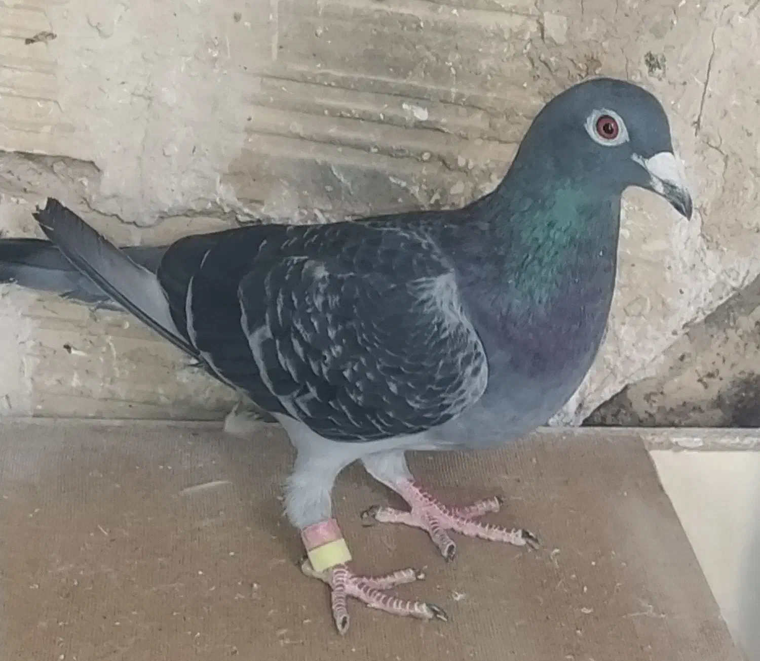 مسافتی درجه یک|پرنده|کاشمر, |دیوار