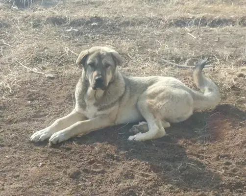 سگ گمشده|حیوانات|میاندوآب, |دیوار