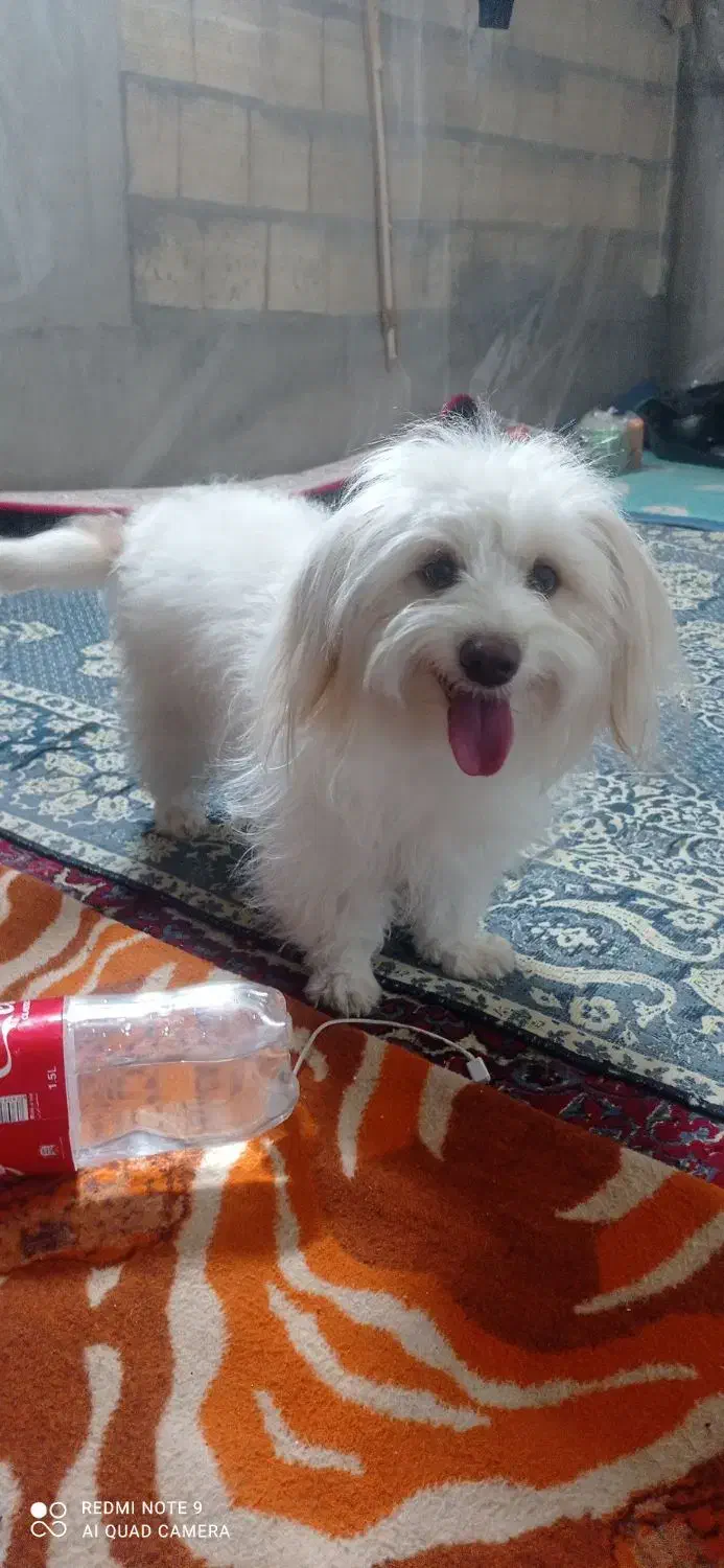 سگ پاکوتاه|سگ|میبد, |دیوار