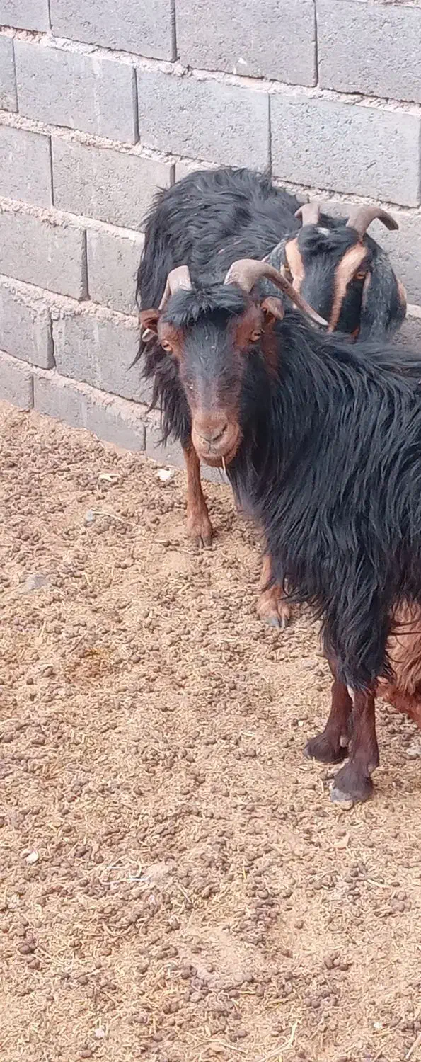 یک جفت بز آبست|حیوانات مزرعه|تربت جام, معدآباد|دیوار