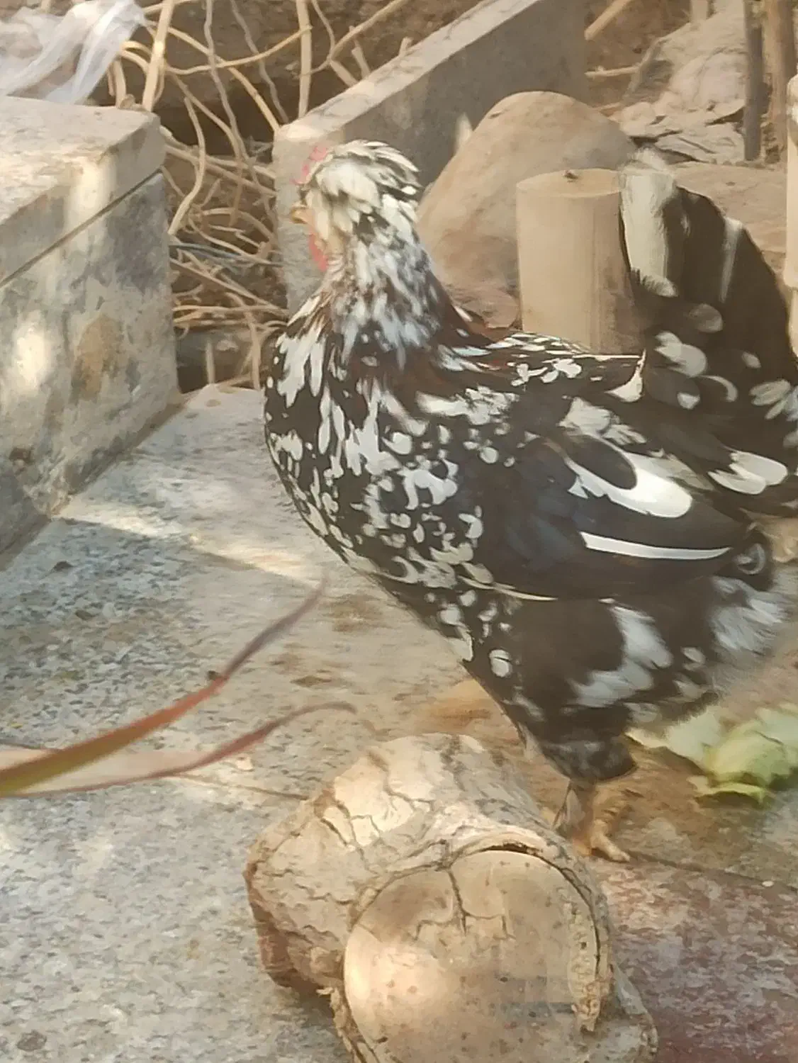 تخم نطفه دار گلین|حیوانات مزرعه|اصفهان, بهارستان (مخابرات)|دیوار