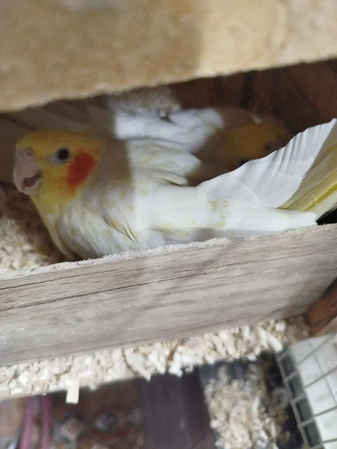 فروش سه جفت عروس مولد|پرنده|تهران, آهنگ|دیوار