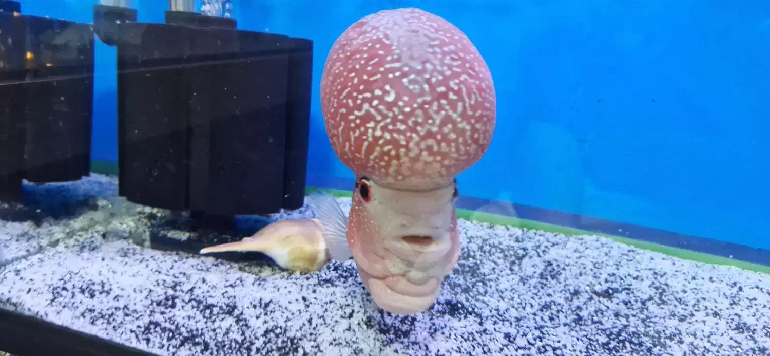 ماهی فلاور گرید AA|ماهی|تبریز, |دیوار