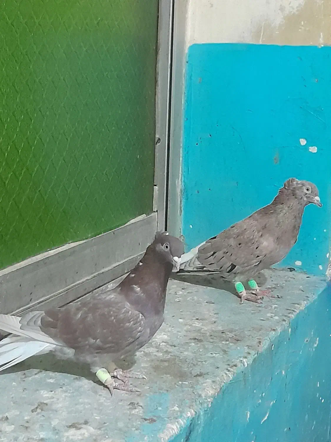 جفت دم سفید|پرنده|برازجان, |دیوار