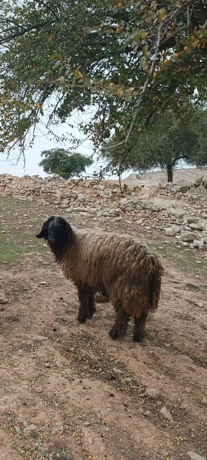 نرمیش|حیوانات مزرعه|مسجد سلیمان, |دیوار