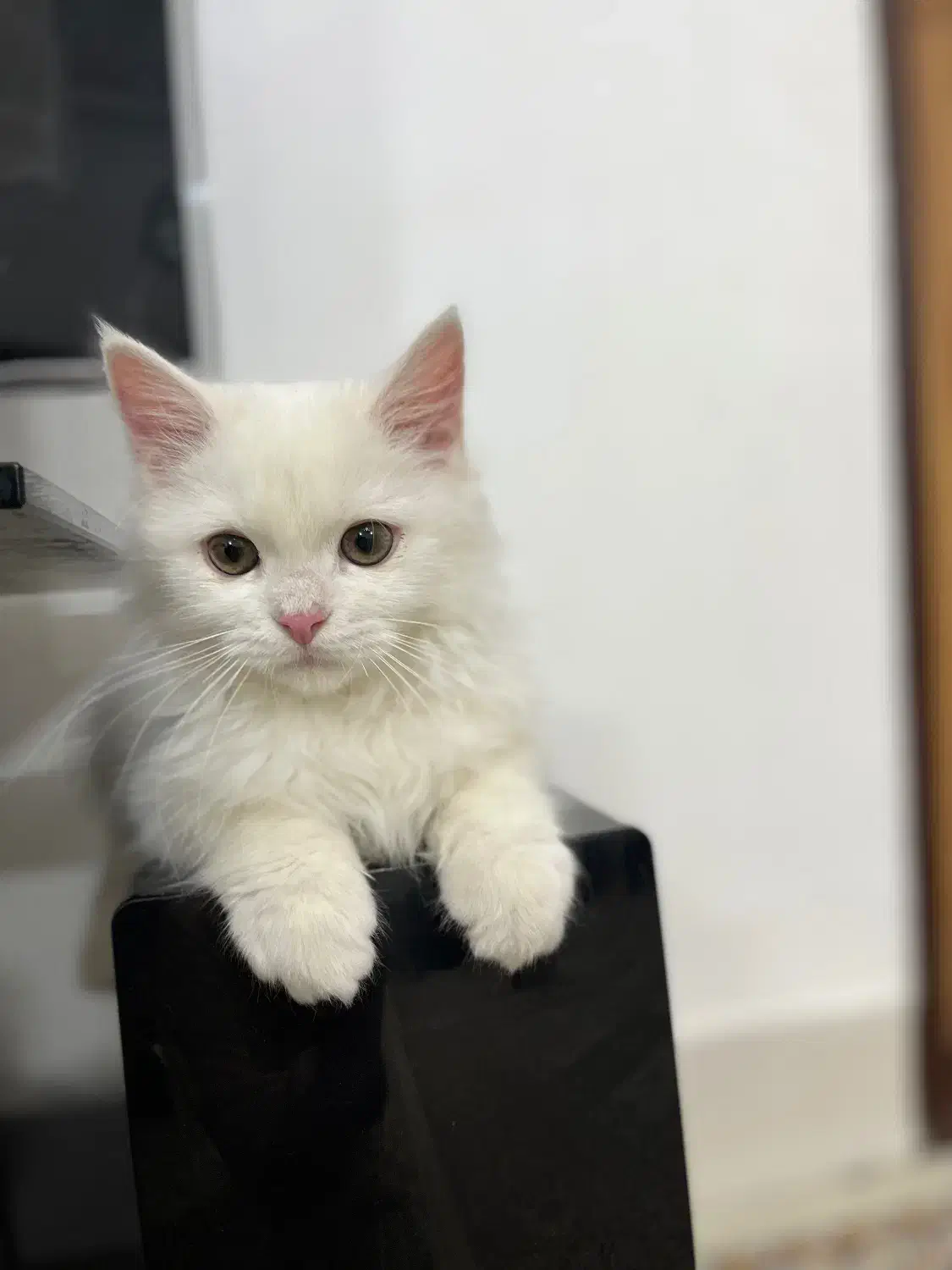 گربه پرشین کلاسیک 5ماهه|گربه|تربت‌حیدریه, شهرک ولیعصر|دیوار