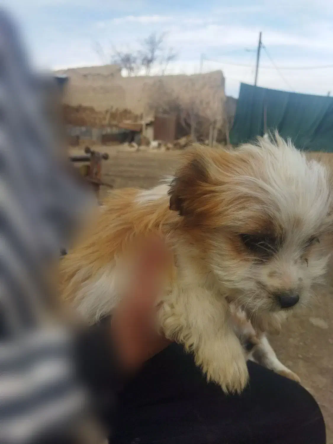 سگ شیتزو|سگ|چناران, |دیوار