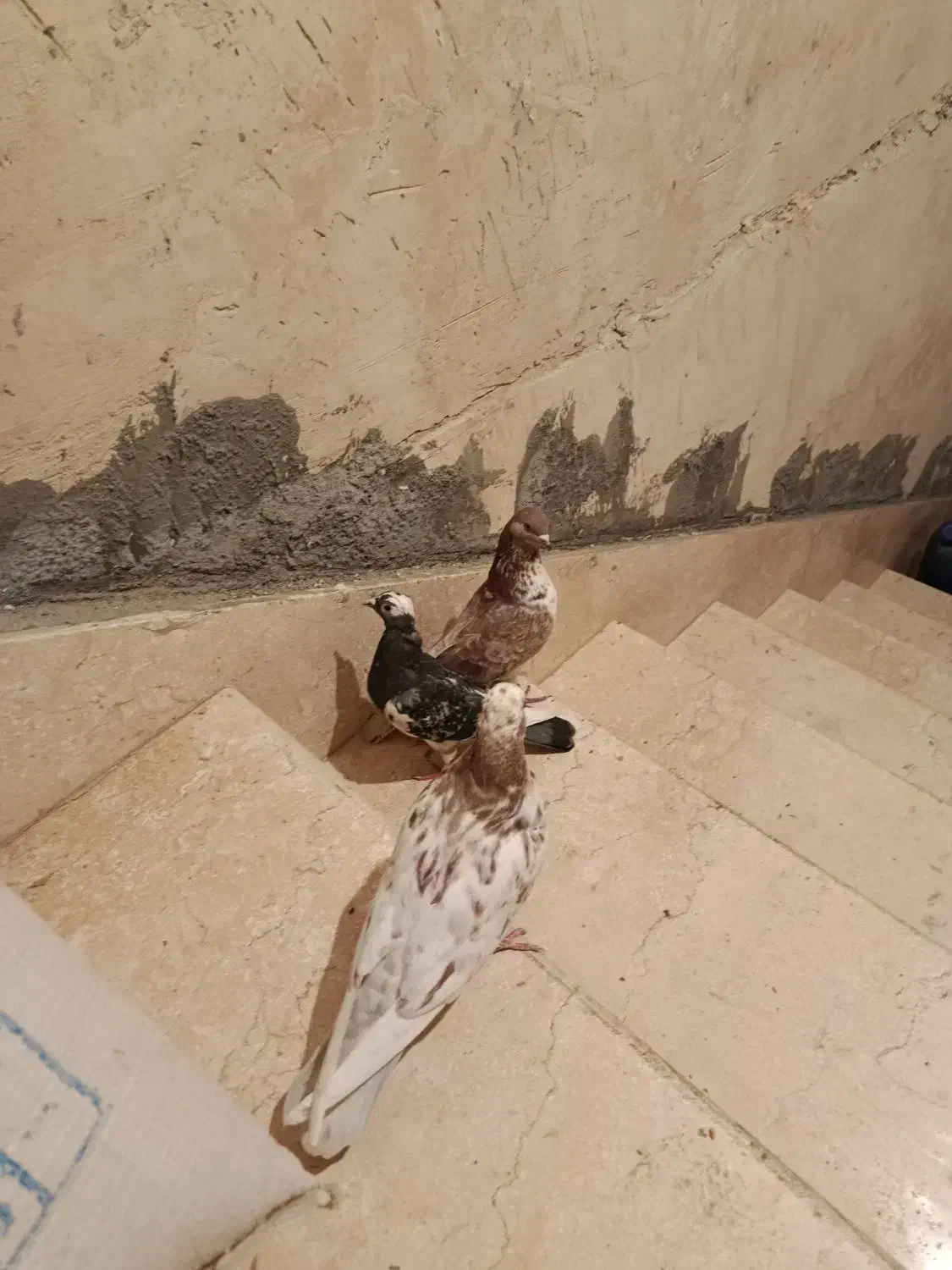 سه تا کبوتر|پرنده|ایلام, |دیوار