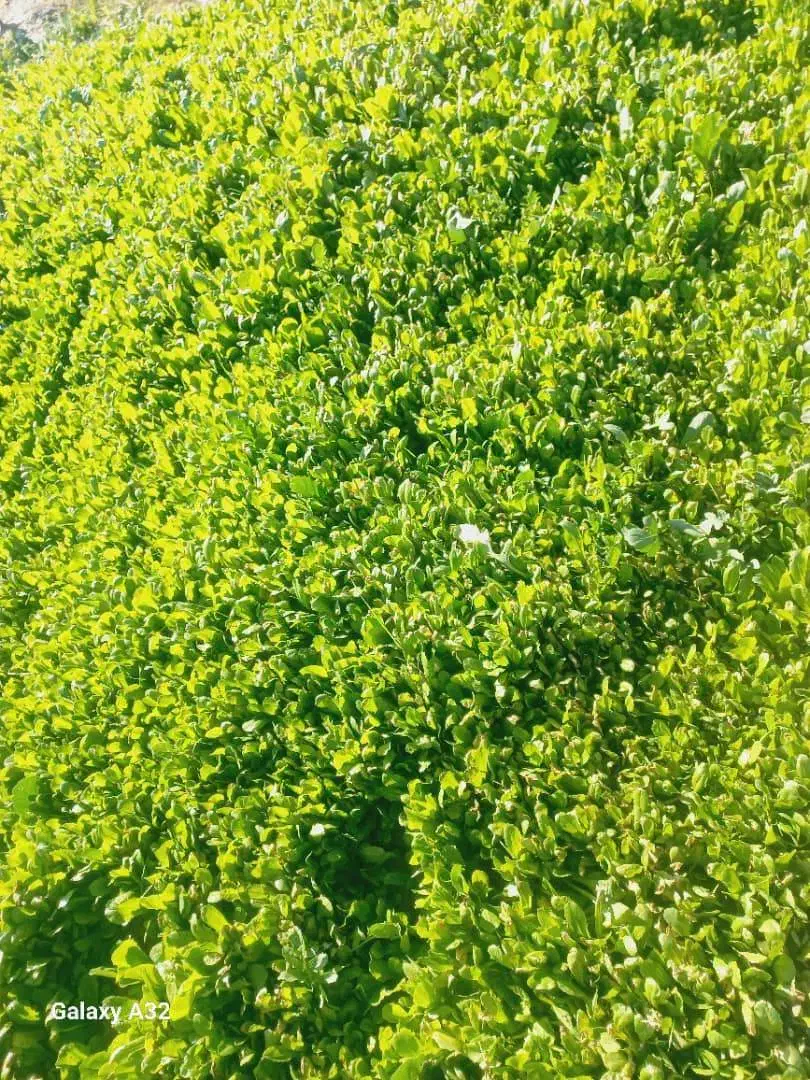 نشا کاهو|خدمات باغبانی و درختکاری|نورآباد ممسنی, |دیوار