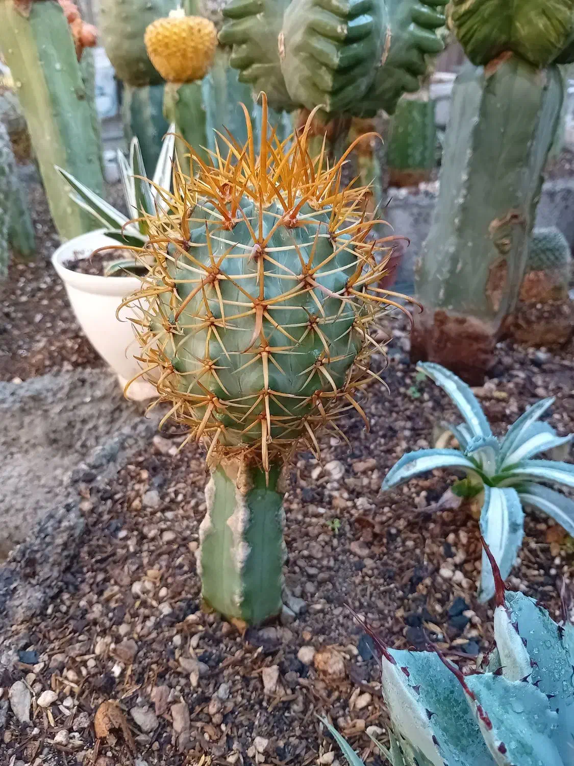 کاکتوس .گل .|گل و گیاه طبیعی|کازرون, |دیوار