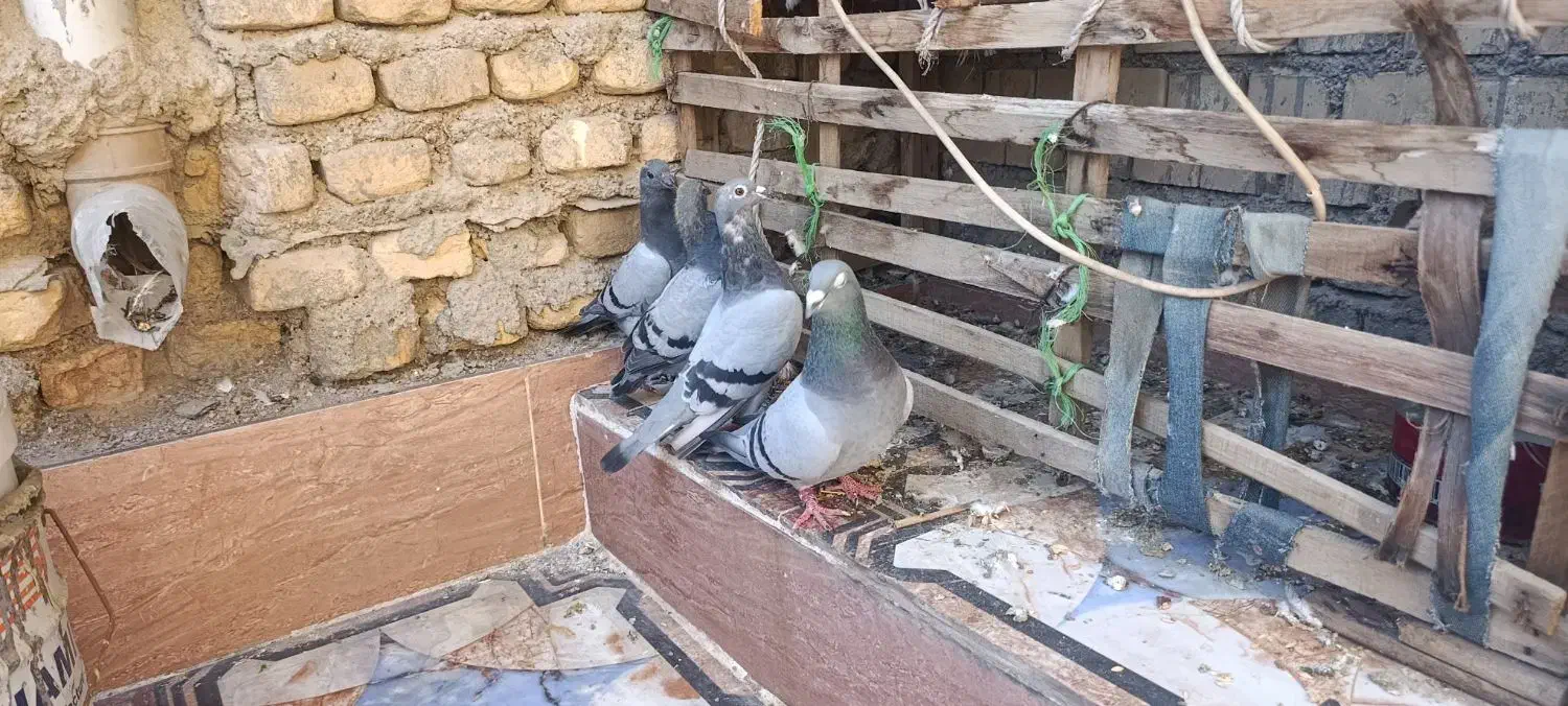 پلاکی|پرنده|خرمشهر, |دیوار