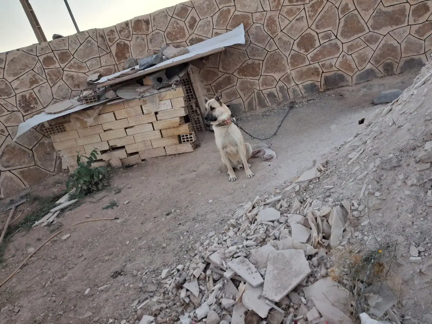 سگ سرابی|سگ|زنجان, |دیوار