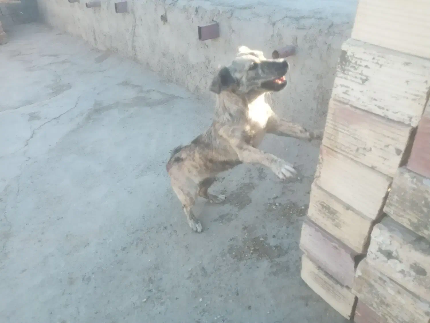 سگ ماده|سگ|زابل, |دیوار