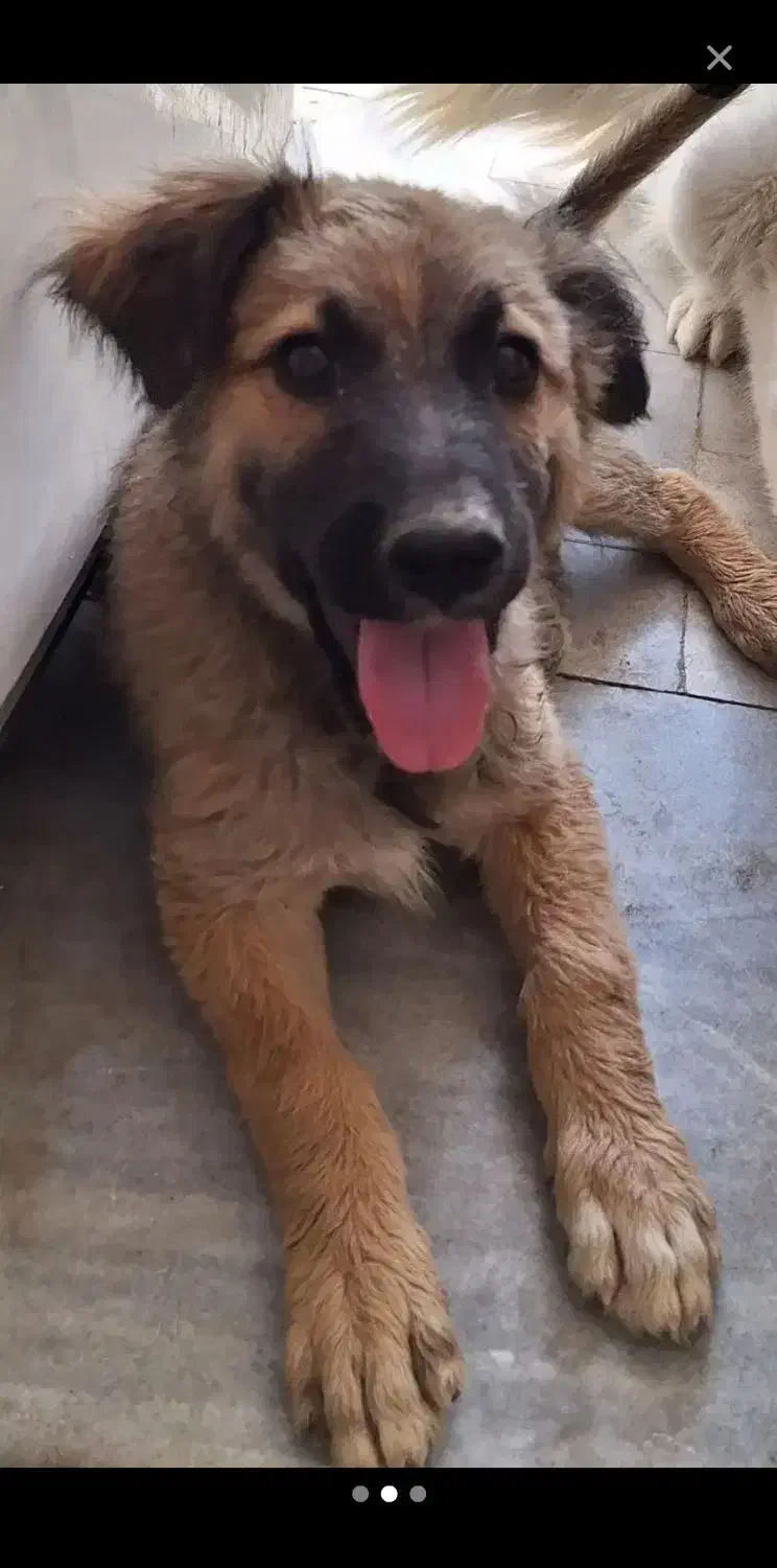 سگ ژرمن شپرد|سگ|یزد, |دیوار