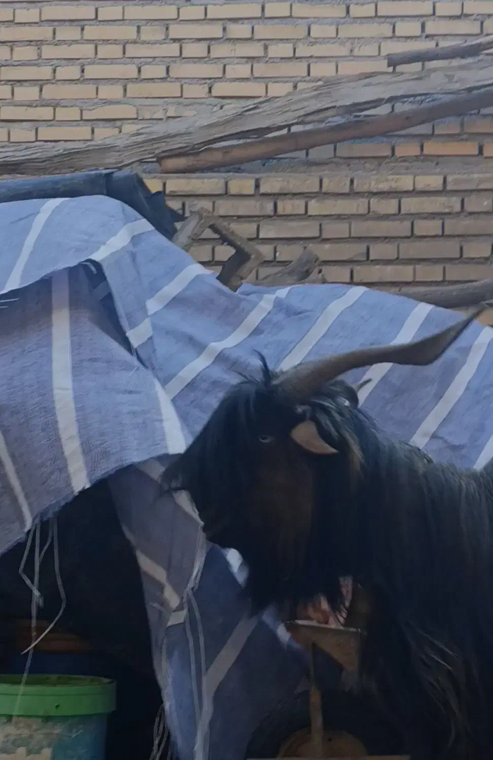 تیشتر نر|حیوانات مزرعه|شوشتر, |دیوار