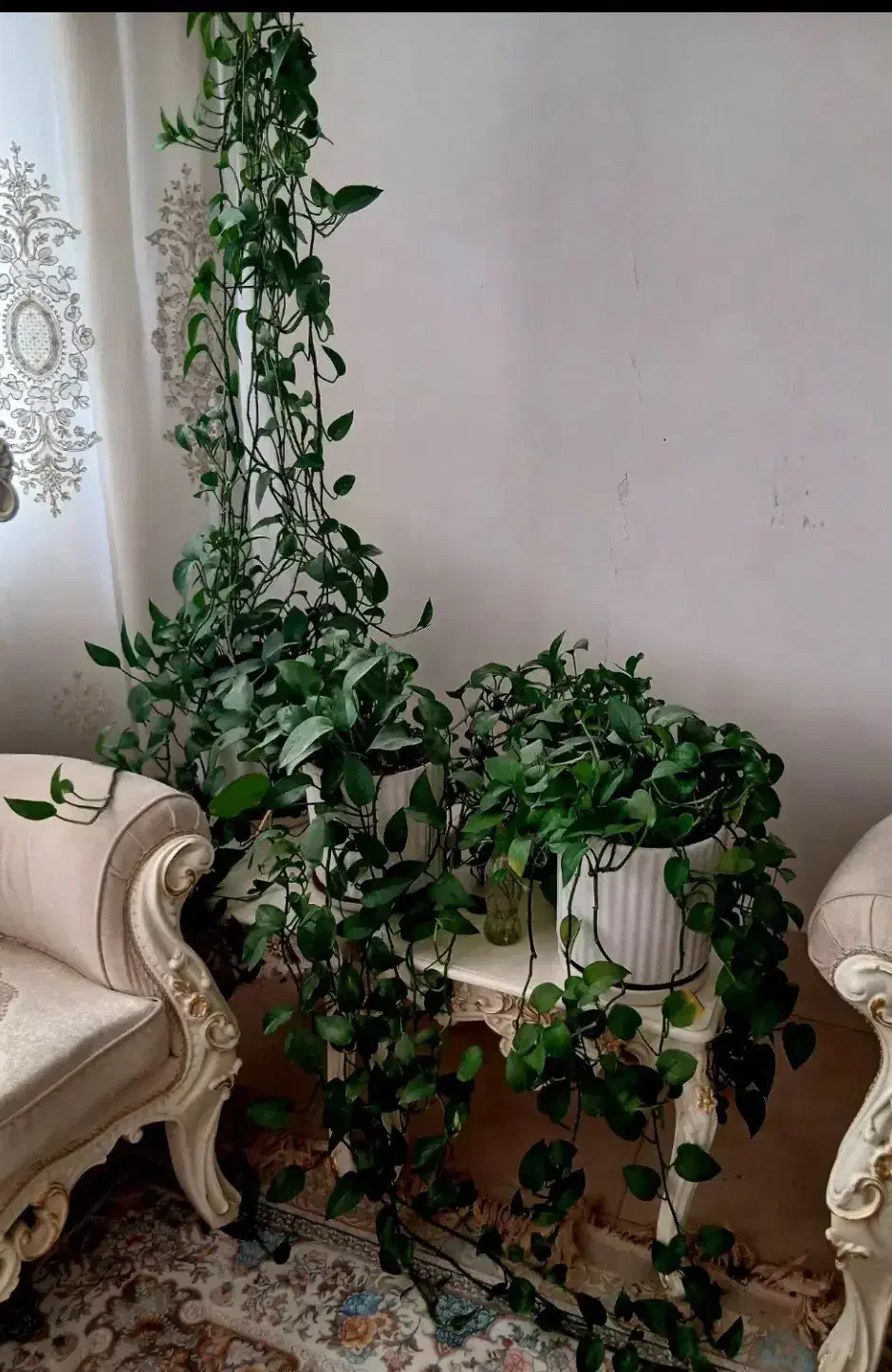 پتوس|گل و گیاه طبیعی|قم, کلهری|دیوار