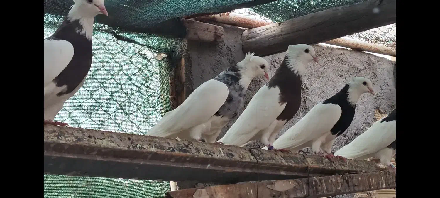 فروش طوقی سالم وسرحال|پرنده|بندر ماهشهر, |دیوار