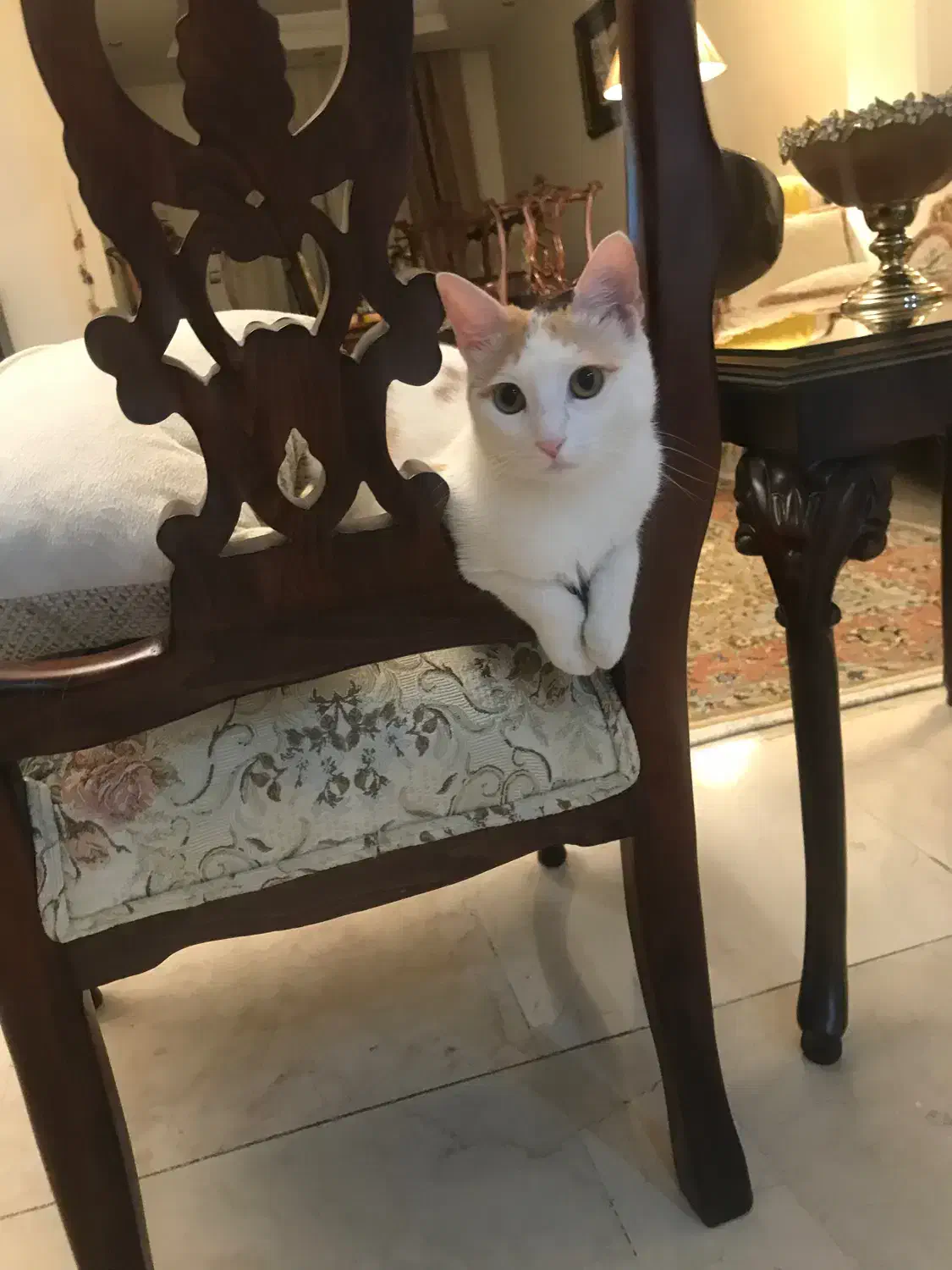 واگذاری گربه دی اس اچ|گربه|تهران, پاسداران|دیوار