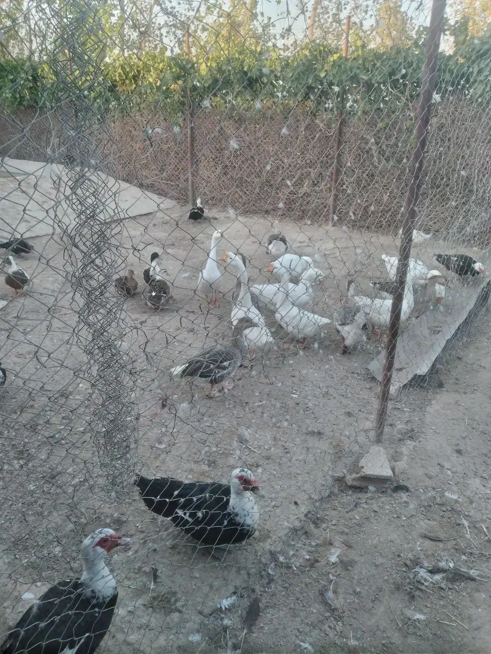 مرغ خروس قوغاز اردک اسرائیلی لاری رسمی|حیوانات مزرعه|احمدآبادمستوفی, |دیوار
