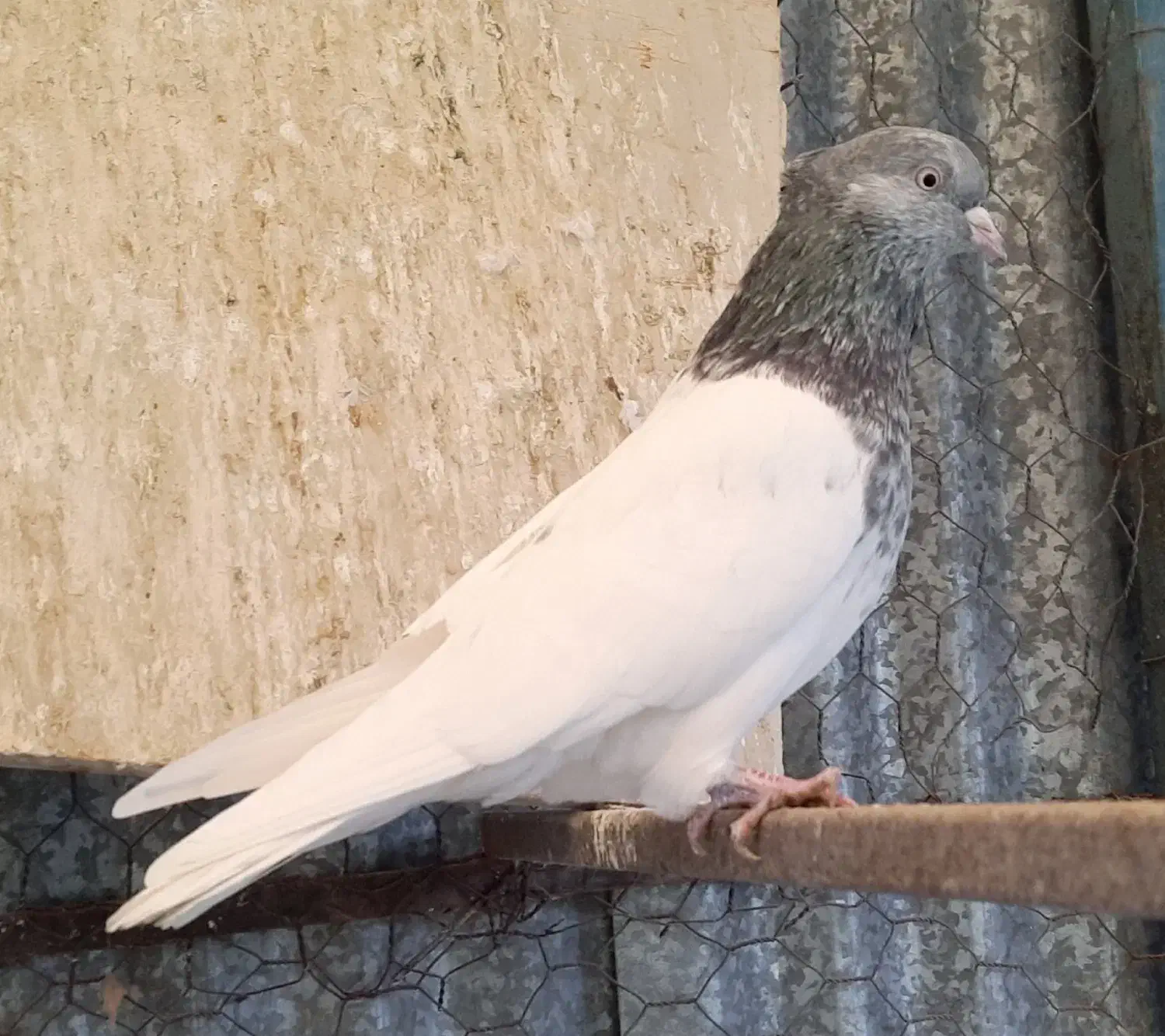 کبوتر کله سبز و هفترنگ نر و ماده و جوجه|پرنده|مشهد, شهرک ابوذر|دیوار