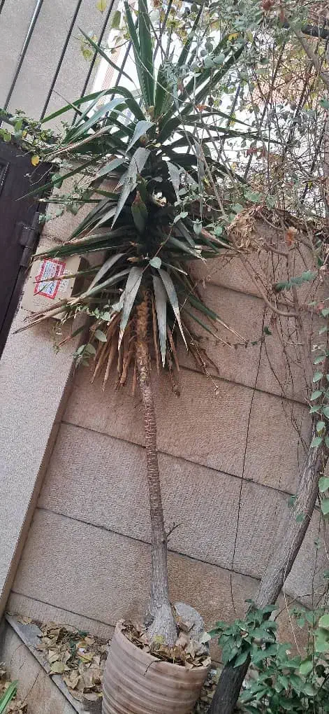 درختچه یوکا|گل و گیاه طبیعی|تهران, آهنگران (سراسیاب دولاب)|دیوار