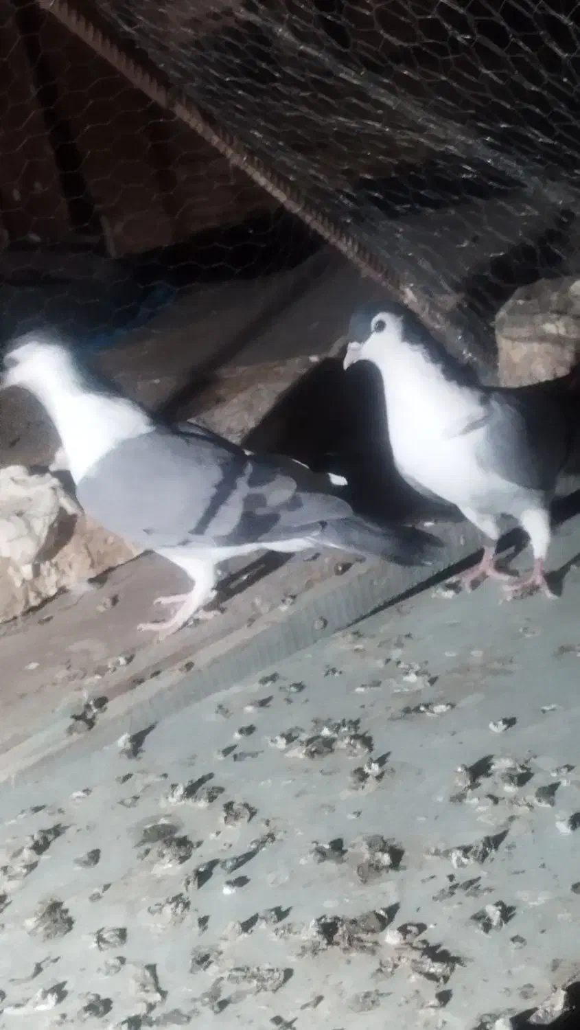 نروماده کرمانی|پرنده|زابل, |دیوار