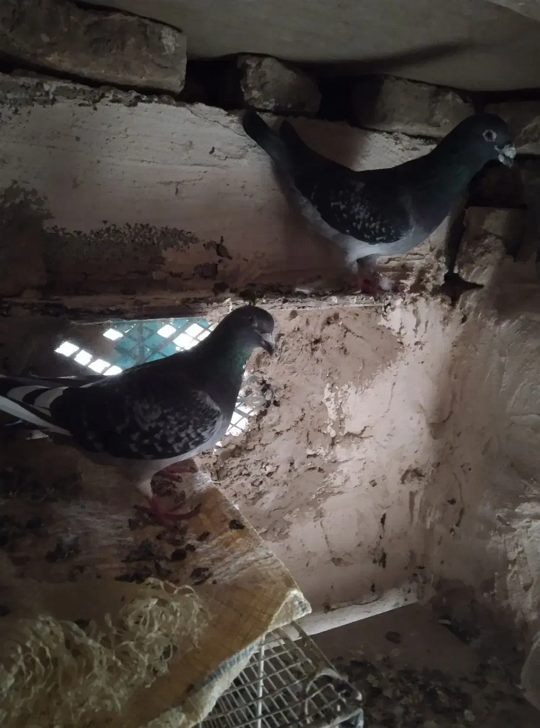 کفتر المانی|پرنده|نیشابور, ماروسک|دیوار