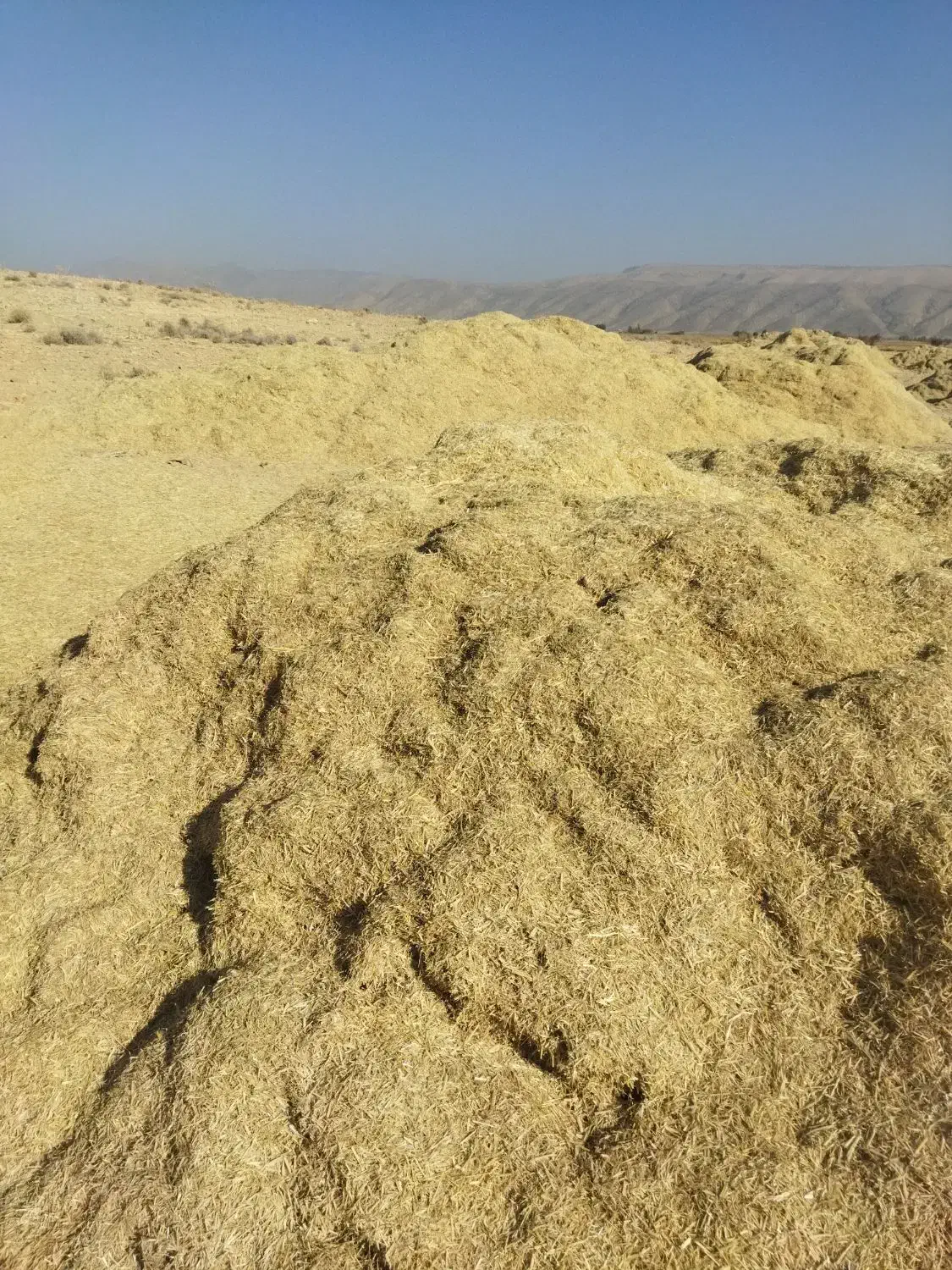 فروش علوفه کاه پیچ ، برنج|حیوانات مزرعه|کامفیروز, |دیوار