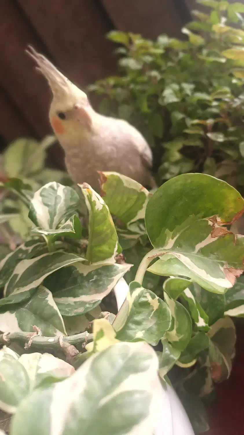 عروس هلندی دستی|پرنده|تربت‌حیدریه, پیشکوه|دیوار