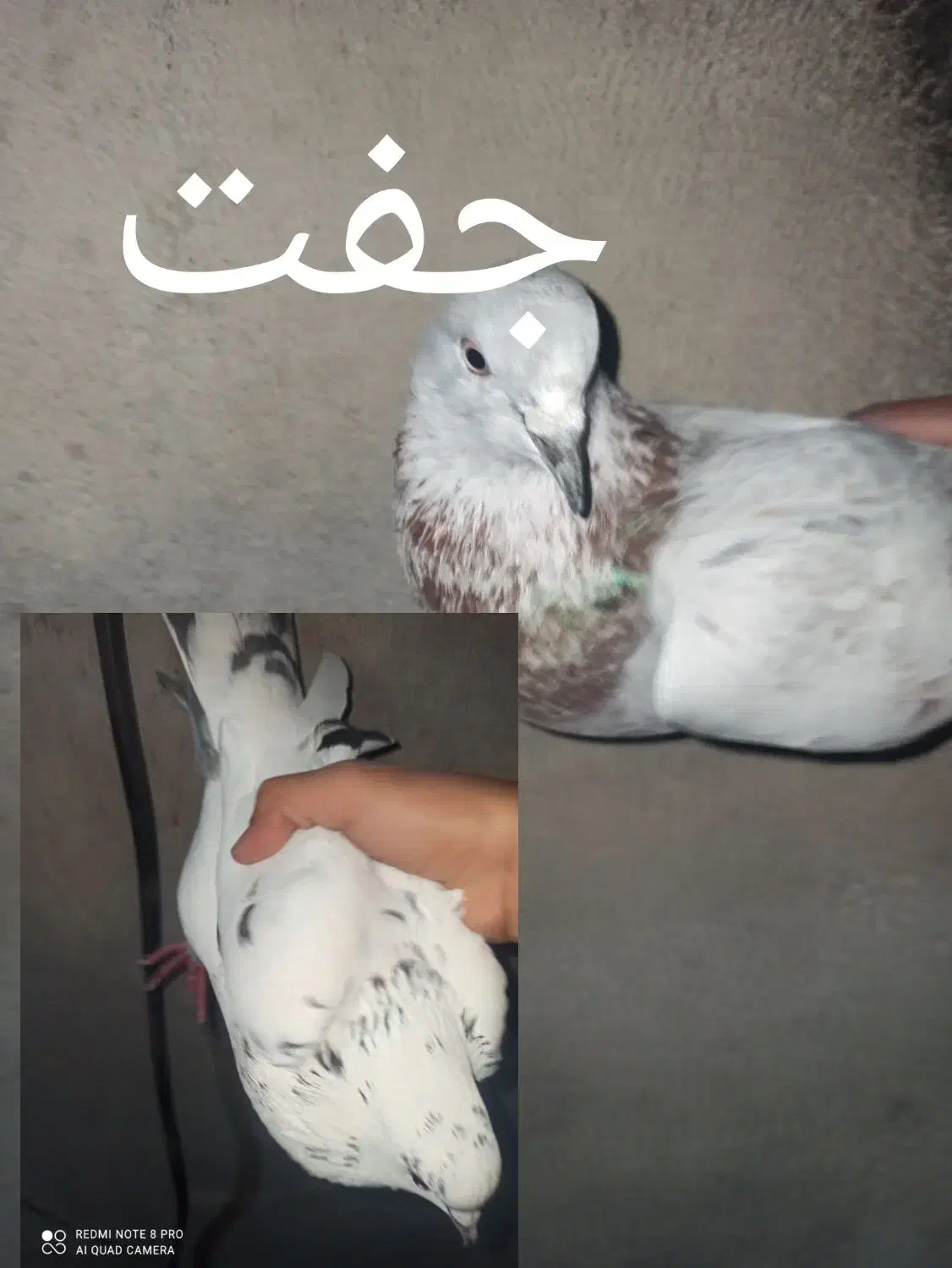 کفتر|پرنده|رودان, |دیوار