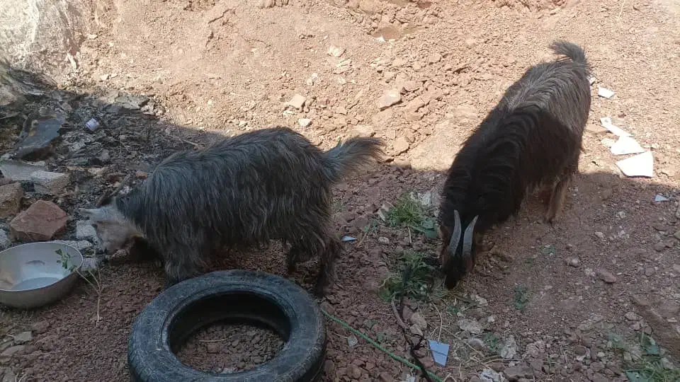 بیگ|حیوانات مزرعه|مسجد سلیمان, |دیوار