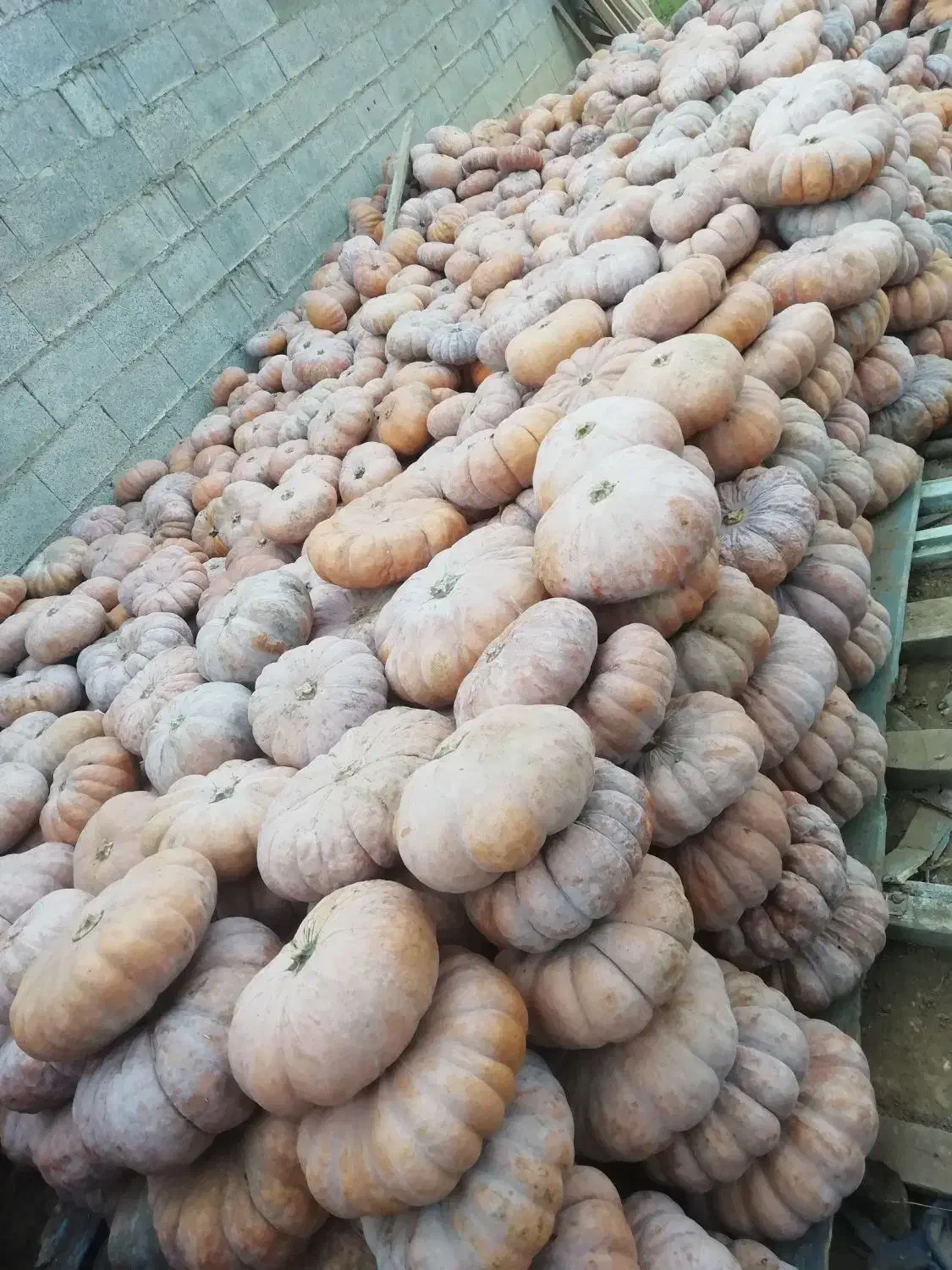 طلای گیلان|جواهرات|صومعه‌سرا, |دیوار