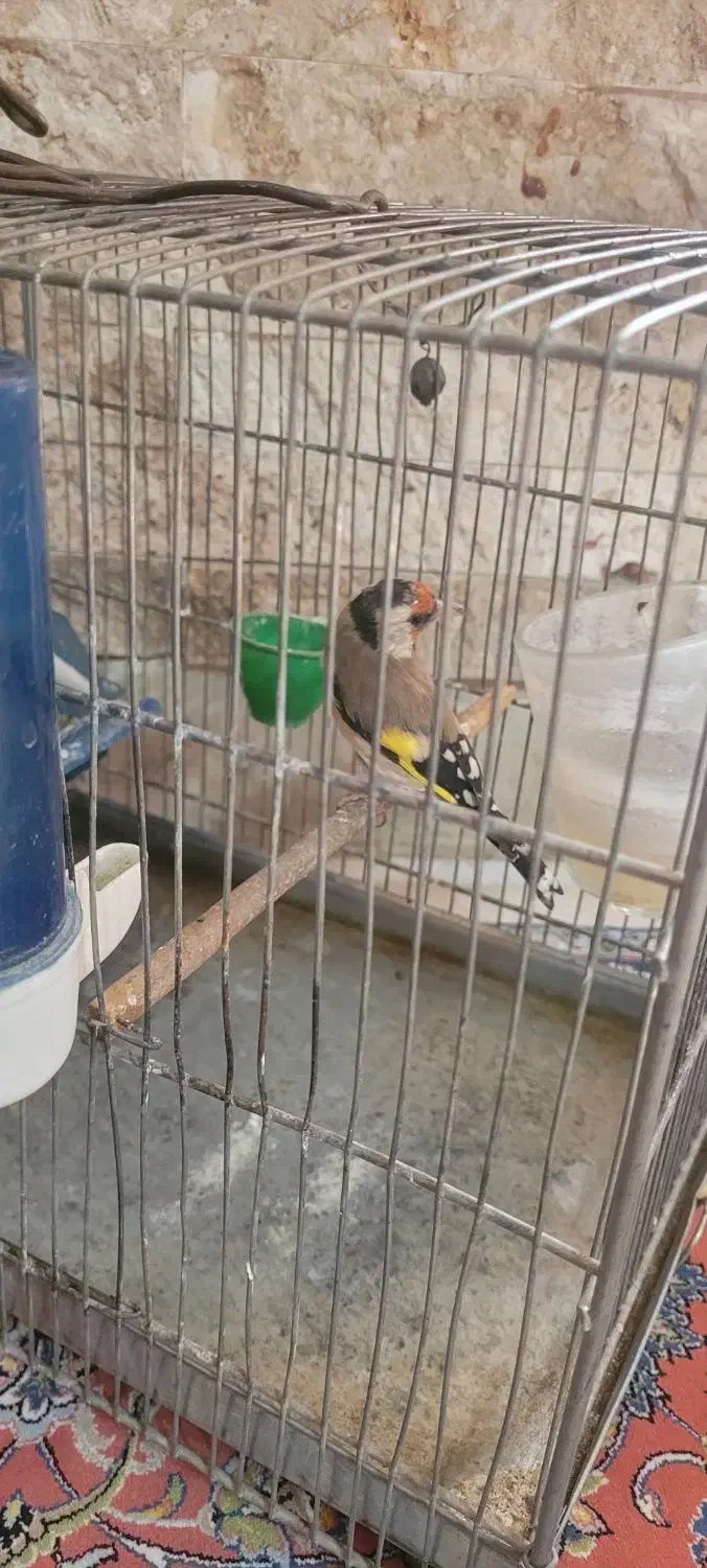 سهره ماده|پرنده|تهران, ارجمندی راد|دیوار