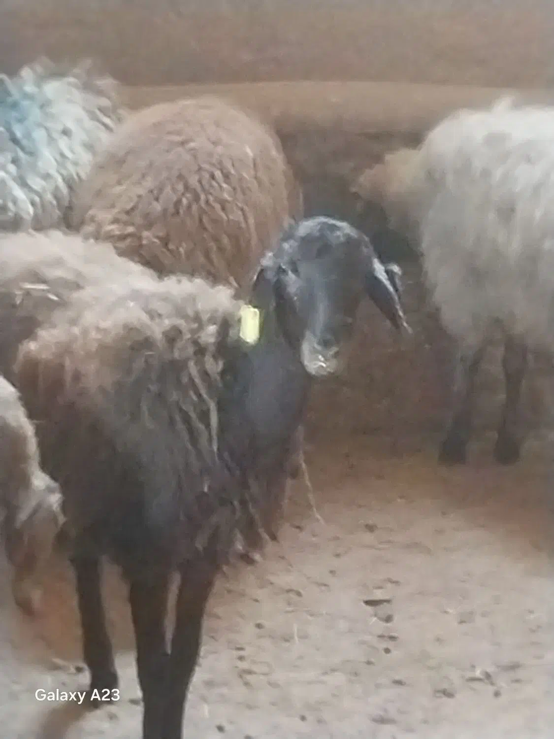 گوسفند وبره فروشی باخدمات رایگان|حیوانات مزرعه|تهران, جیحون|دیوار