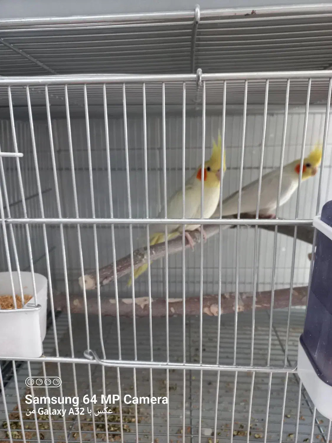 به شرط سلامت بودن|پرنده|نورآباد, |دیوار