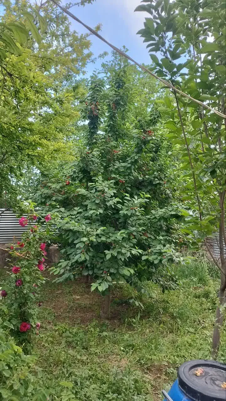 فروش باغچه یا تهاتر ملک در قم|فروش خانه و ویلا|خلجستان, |دیوار