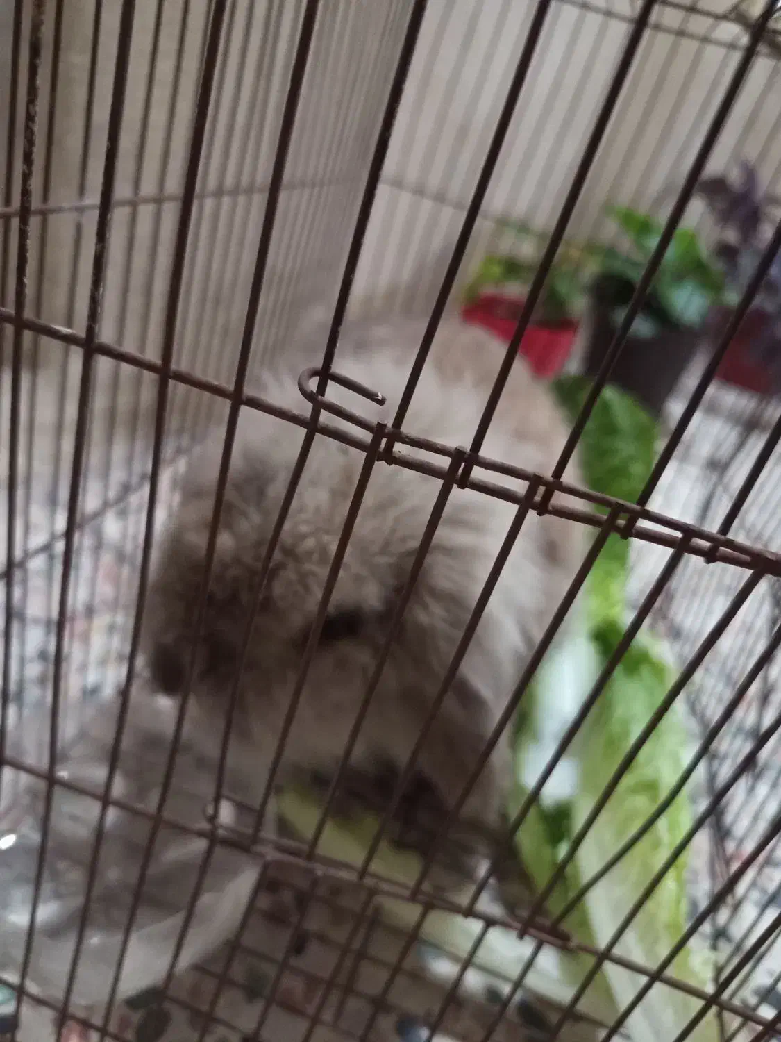 خرگوش لوپ|موش و خرگوش|خرمآباد, |دیوار