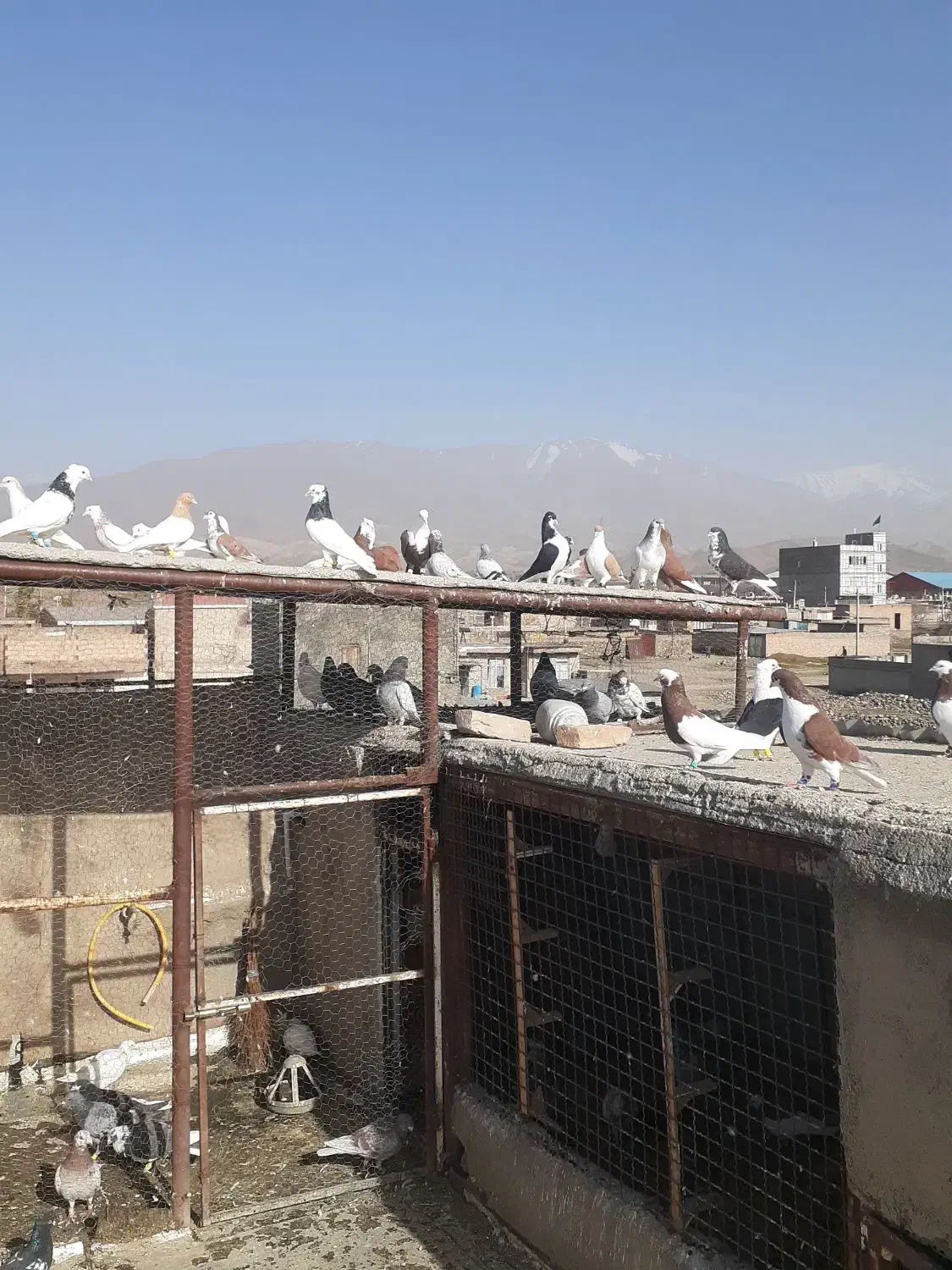 کفتر بم|پرنده|نیشابور, مازول|دیوار