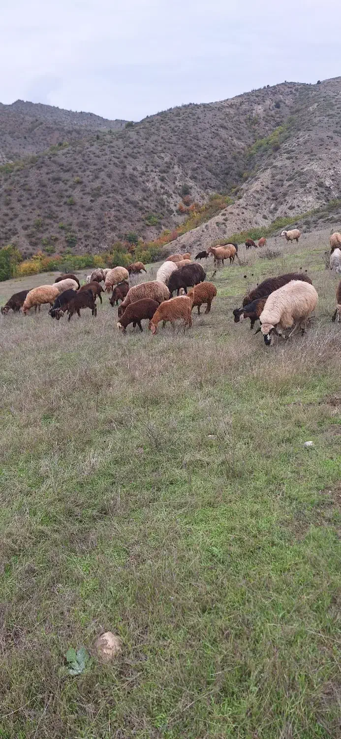 فروش انواع گوسفند|حیوانات مزرعه|نظر کهریزی, |دیوار