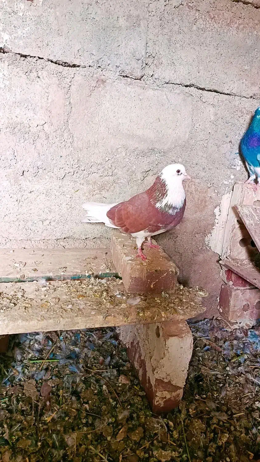 شازده|پرنده|خوی, |دیوار