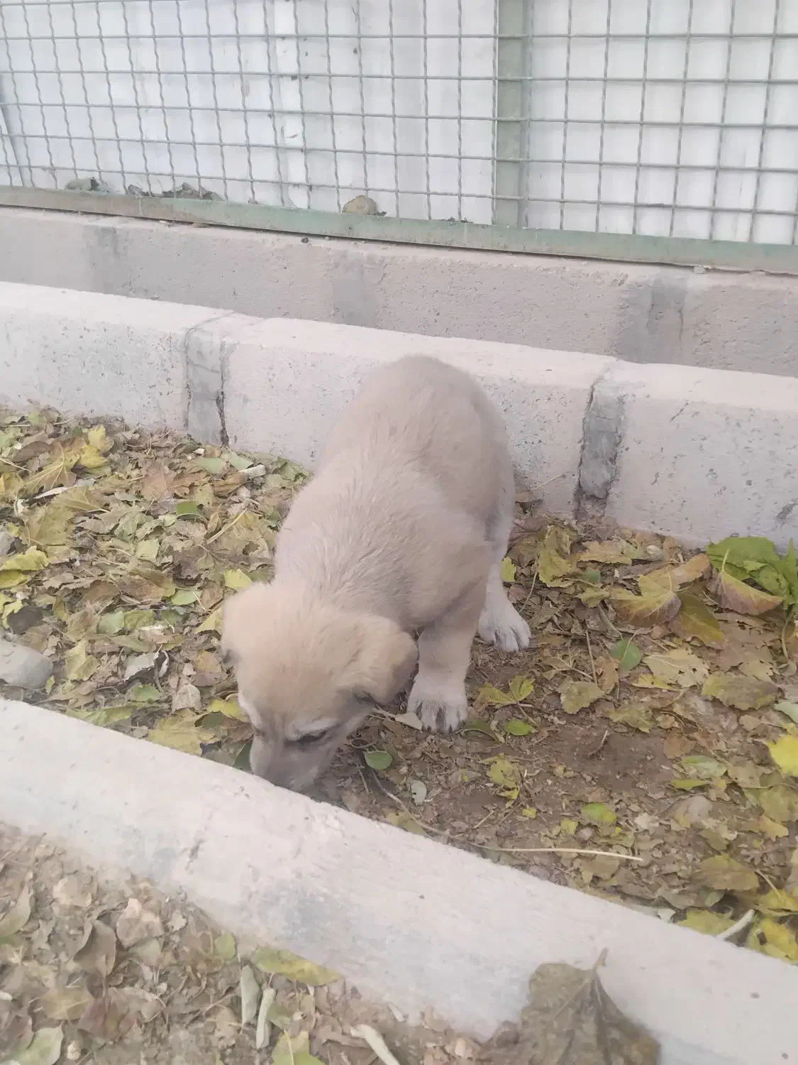 توله سگ|سگ|رباط‌کریم, رباط‌کریم|دیوار