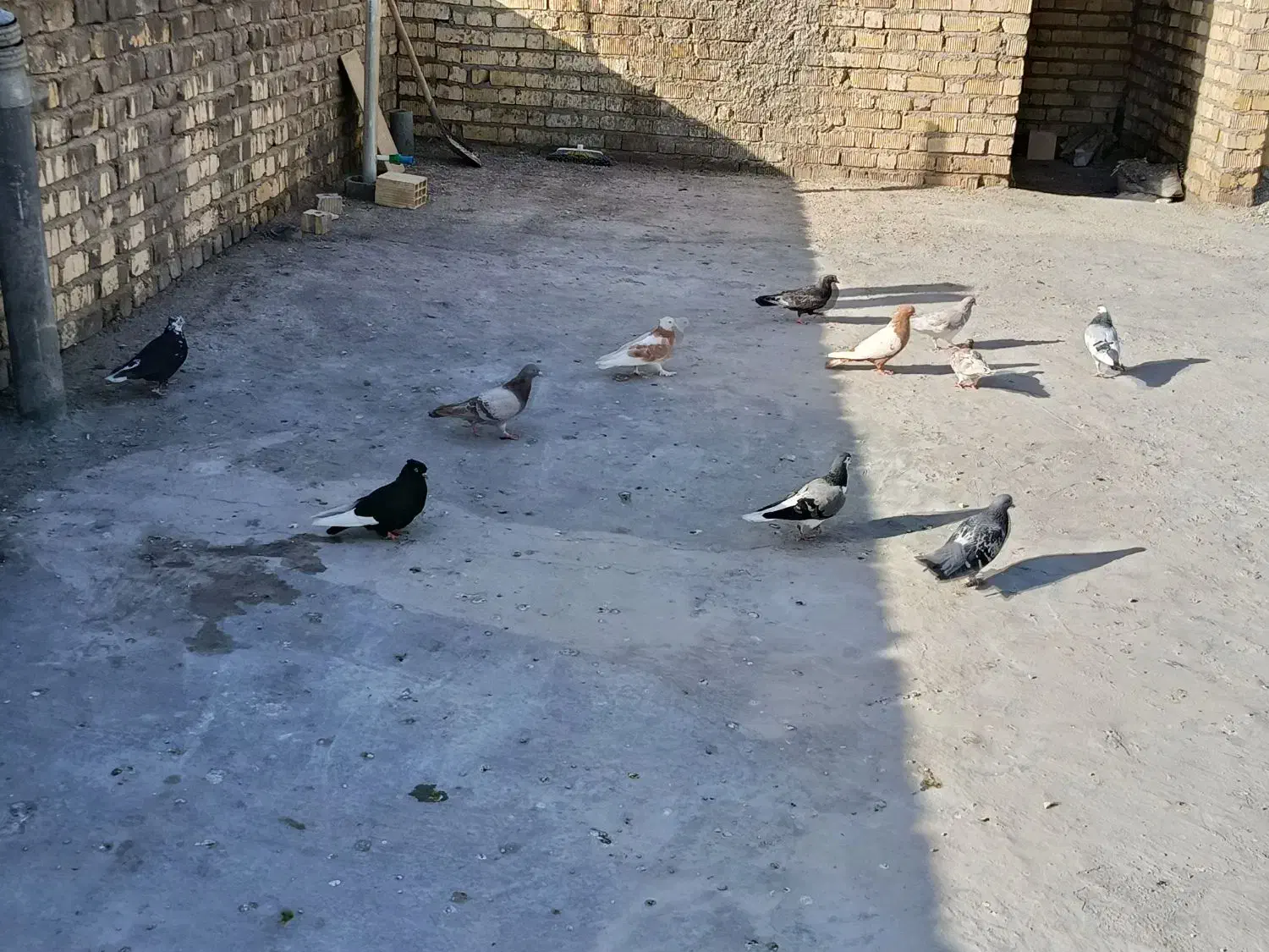 کبوتر|پرنده|شیراز, شهرک مهرگان|دیوار