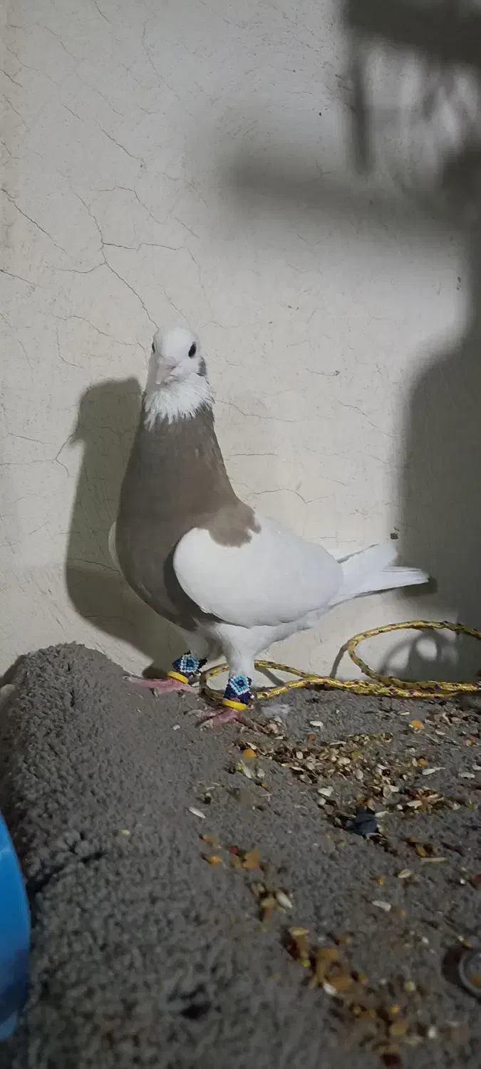 طوقی نر|پرنده|برازجان, |دیوار