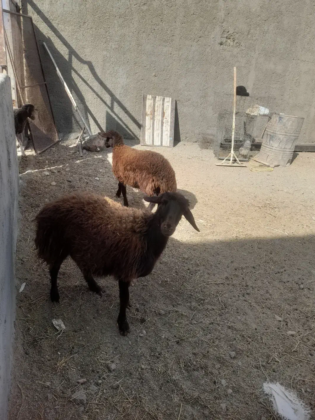 چهارتا بره نر هترو|حیوانات مزرعه|زرندیه, |دیوار