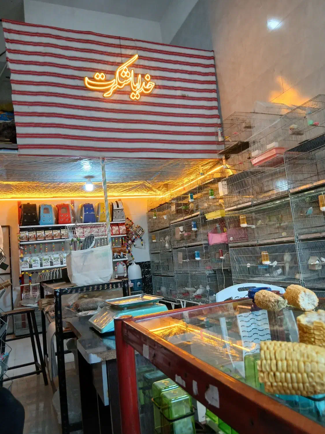 پرنده فروشی سعید|پرنده|مشکین‌دشت, |دیوار