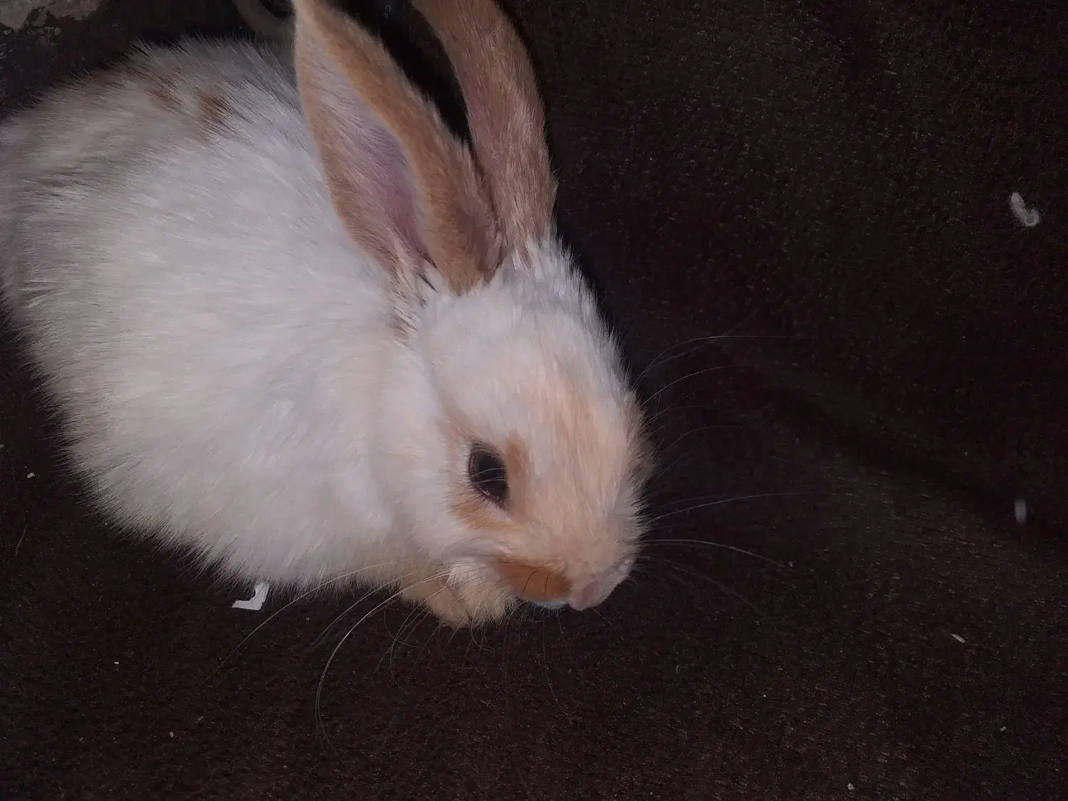 خرگوش|موش و خرگوش|باغ بهادران, |دیوار